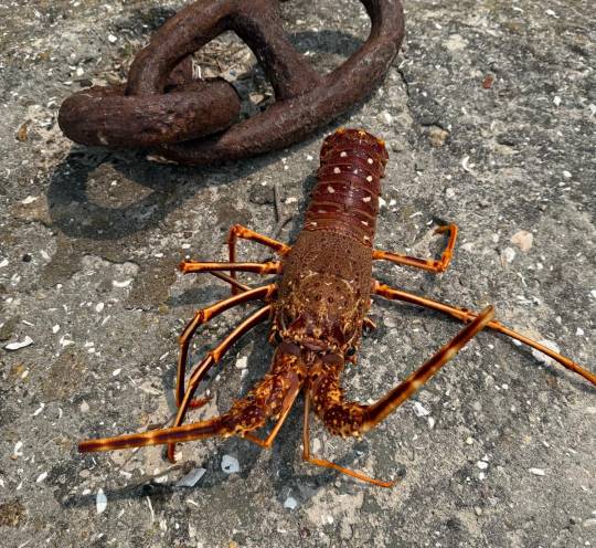 LANGOSTA