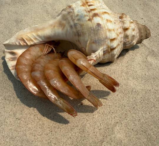 LANGOSTINO MEDIANO
