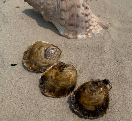 OSTRA GIGANTE